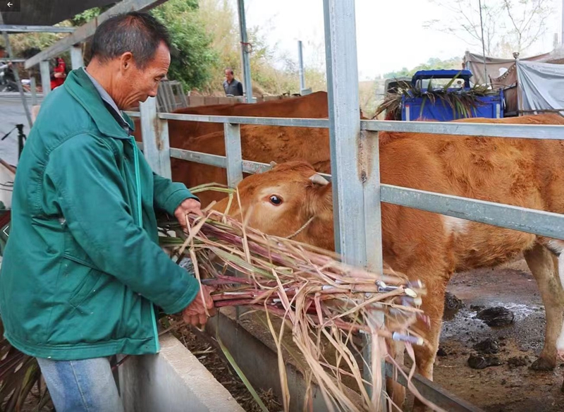 种植户给肉牛投喂草料_副本.jpg