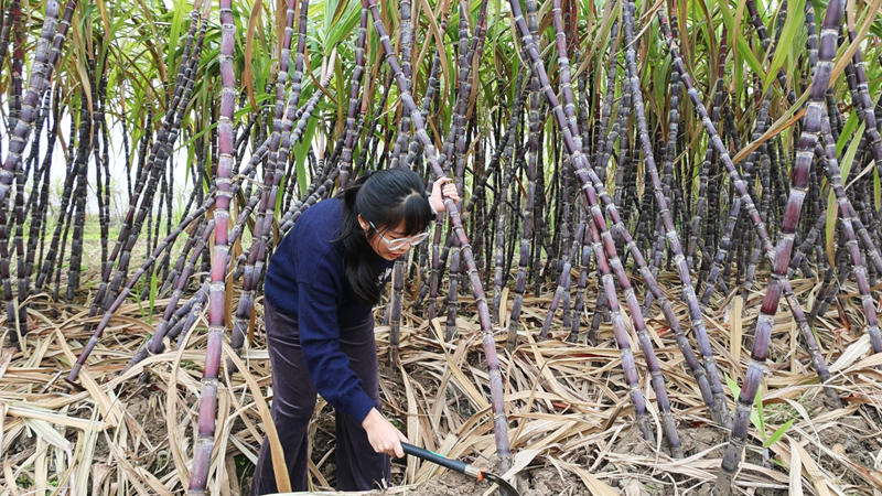 村民收果蔗_副本.png