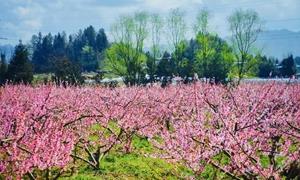  四圣祠村：党建执笔 谱写乡村美丽篇章