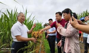 花生良种良法研讨会在广西融水苗族自治县召开